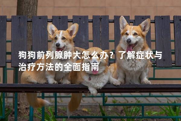 狗狗前列腺腫大怎么辦？了解癥狀與治療方法的全面指南