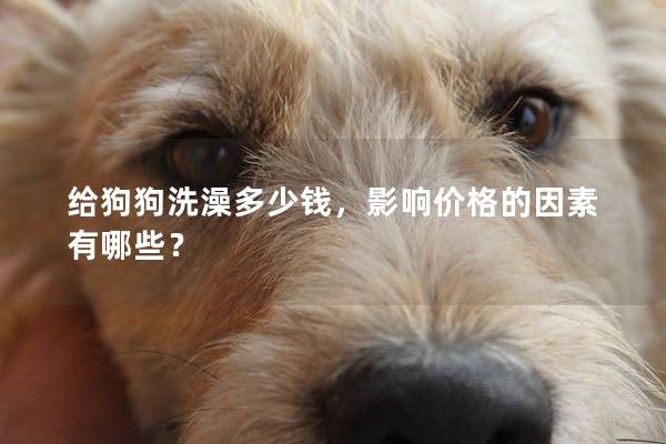 給狗狗洗澡多少錢，影響價格的因素有哪些？