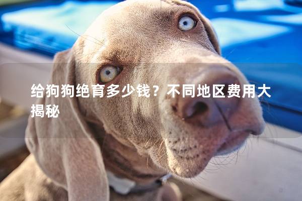 給狗狗絕育多少錢？不同地區(qū)費用大揭秘