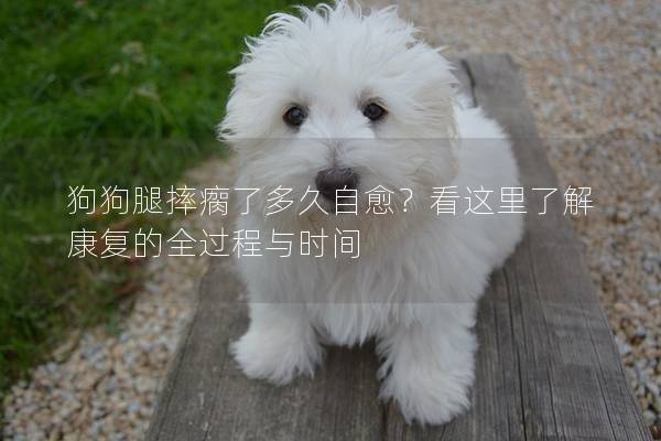 狗狗腿摔瘸了多久自愈？看這里了解康復的全過程與時間