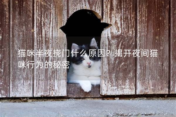 貓咪半夜撓門什么原因？揭開夜間貓咪行為的秘密