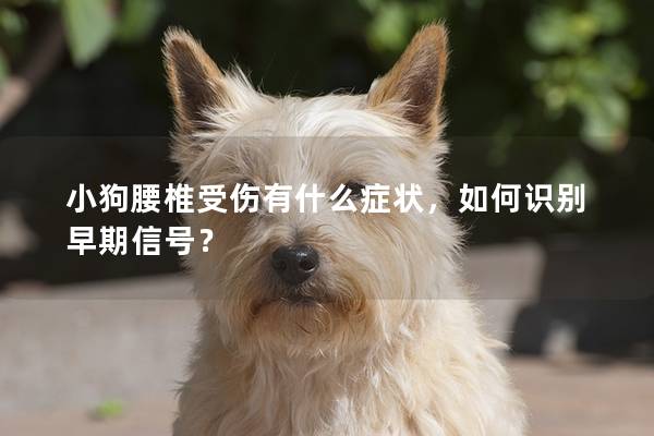 小狗腰椎受傷有什么癥狀，如何識別早期信號？