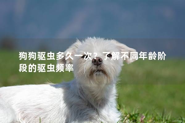 狗狗驅蟲多久一次？了解不同年齡階段的驅蟲頻率