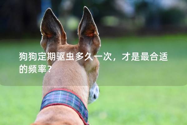 狗狗定期驅(qū)蟲多久一次，才是最合適的頻率？