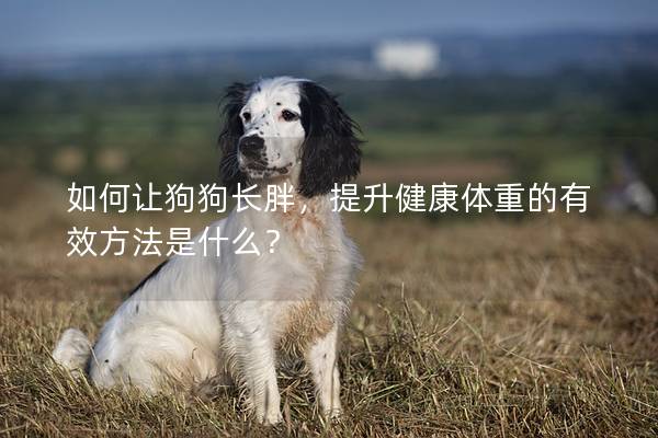 如何讓狗狗長胖,提升健康體重的有效方法是什么? 如何讓狗狗長胖,提升健康體重的有效方法是什么?