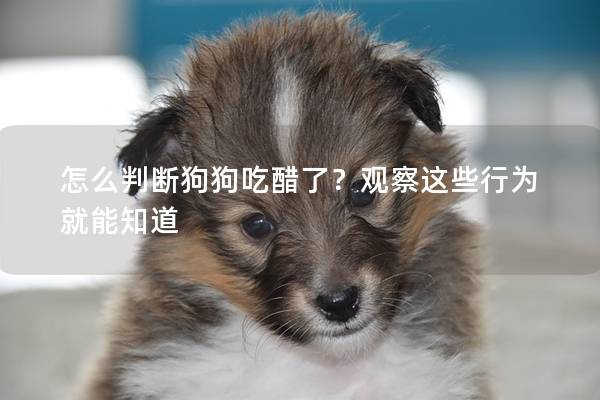 怎么判斷狗狗吃醋了？觀察這些行為就能知道