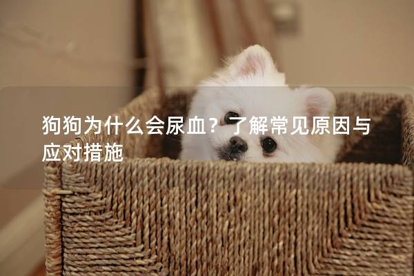 狗狗為什么會尿血？了解常見原因與應對措施