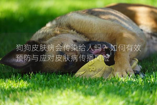 狗狗皮膚病會(huì)傳染給人嗎？如何有效預(yù)防與應(yīng)對(duì)皮膚病傳播風(fēng)險(xiǎn)