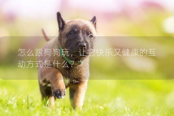 怎么跟狗狗玩，讓它快樂又健康的互動方式是什么？