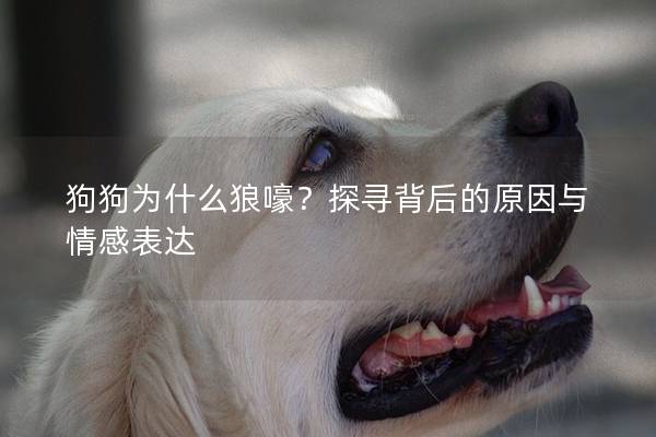 狗狗為什么狼嚎？探尋背后的原因與情感表達