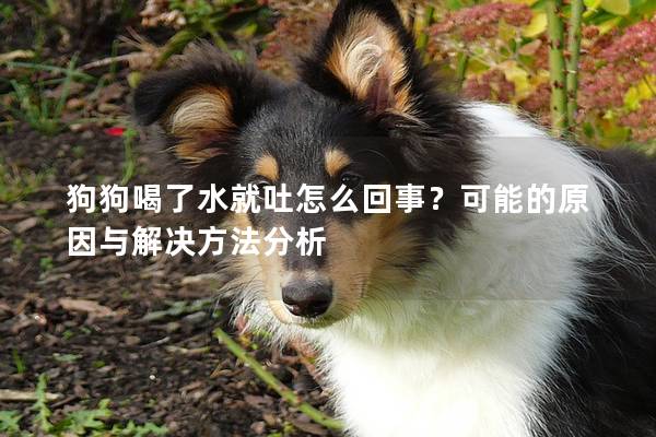 狗狗喝了水就吐怎么回事？可能的原因與解決方法分析