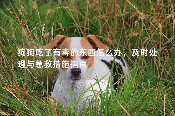 狗狗吃了有毒的東西怎么辦，及時處理與急救措施指南