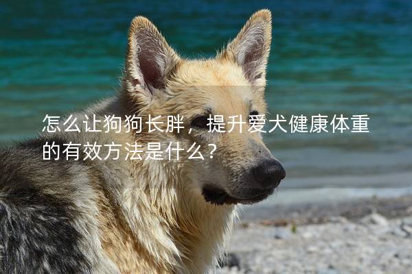 怎么讓狗狗長胖，提升愛犬健康體重的有效方法是什么？