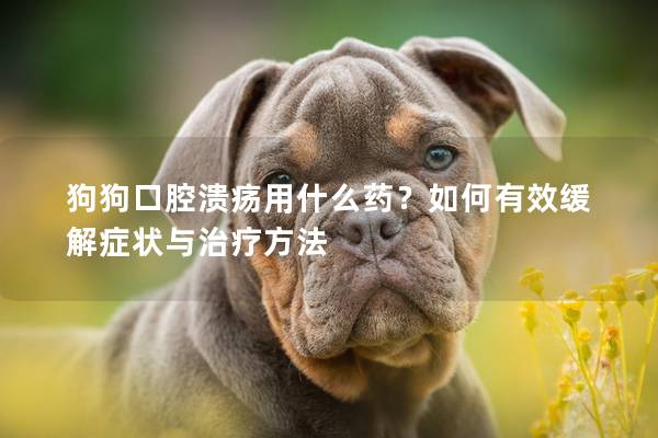 狗狗口腔潰瘍用什么藥？如何有效緩解癥狀與治療方法