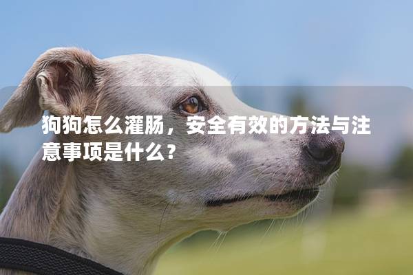狗狗怎么灌腸，安全有效的方法與注意事項是什么？