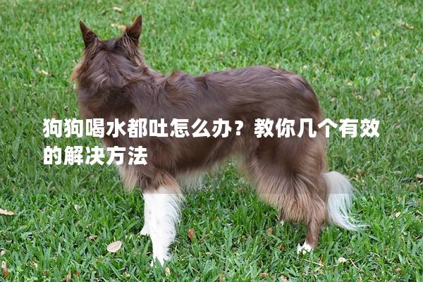 狗狗喝水都吐怎么辦？教你幾個有效的解決方法