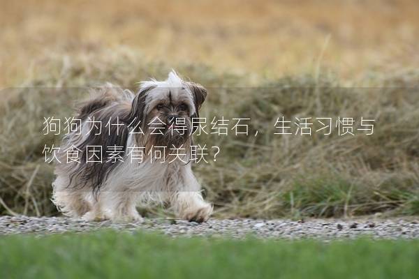 狗狗為什么會得尿結石，生活習慣與飲食因素有何關聯？