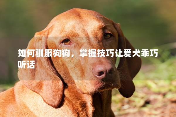 如何馴服狗狗，掌握技巧讓愛犬乖巧聽話