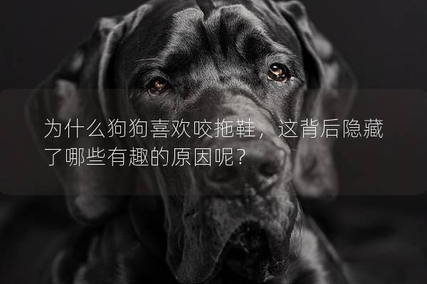 為什么狗狗喜歡咬拖鞋,這背后隱藏了哪些有趣的原因呢? 為什么狗狗喜歡咬拖鞋,這背后隱藏了哪些有趣的原因呢?