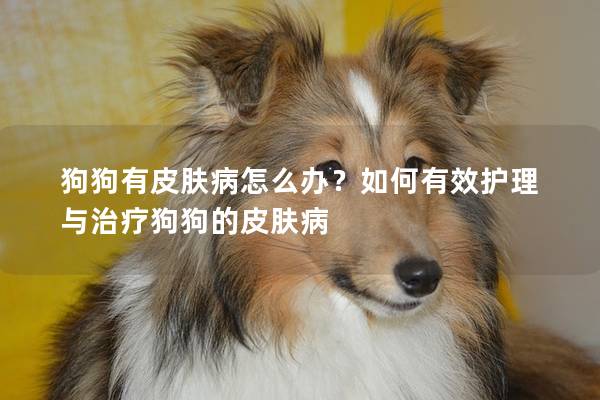 狗狗有皮膚病怎么辦?如何有效護理與治療狗狗的皮膚病 狗狗有皮膚病怎么辦?如何有效護理與治療狗狗的皮膚病