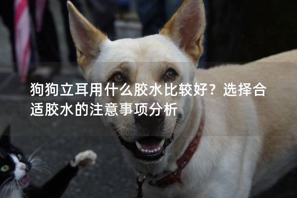 狗狗立耳用什么膠水比較好？選擇合適膠水的注意事項分析