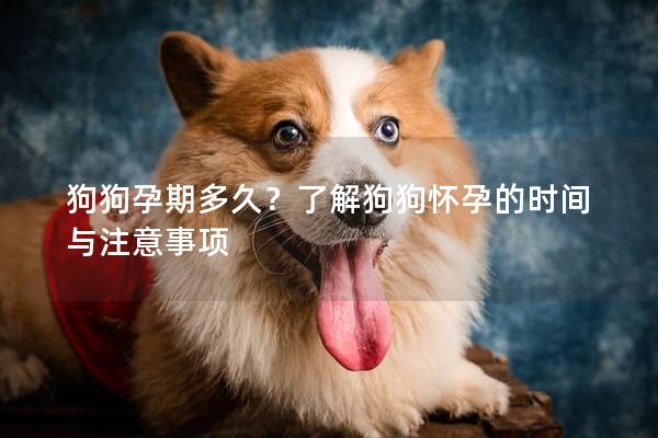 狗狗孕期多久？了解狗狗懷孕的時間與注意事項