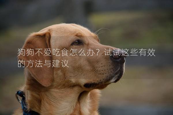 狗狗不愛吃食怎么辦？試試這些有效的方法與建議