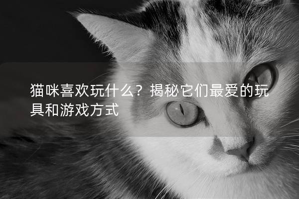 貓咪喜歡玩什么？揭秘它們最愛的玩具和游戲方式