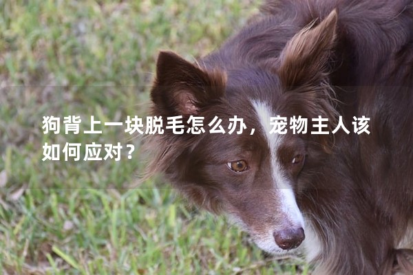 狗背上一塊脫毛怎么辦，寵物主人該如何應對？