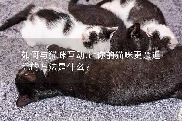 如何與貓咪互動,讓你的貓咪更親近你的方法是什么? 如何與貓咪互動,讓你的貓咪更親近你的方法是什么?