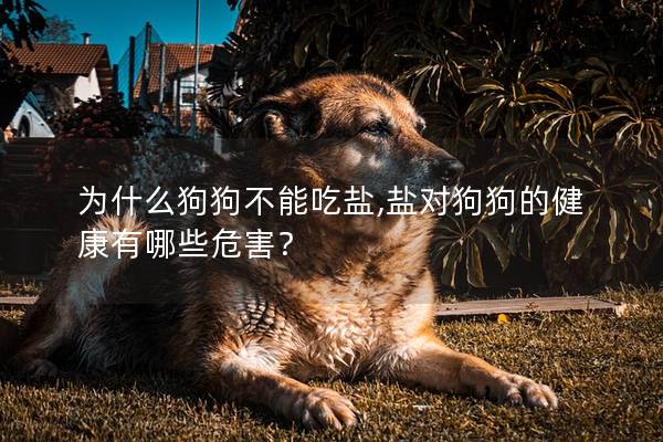 為什么狗狗不能吃鹽,鹽對狗狗的健康有哪些危害？