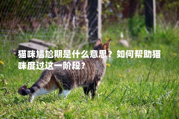 貓咪尷尬期是什么意思？如何幫助貓咪度過(guò)這一階段？
