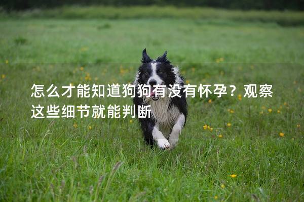 怎么才能知道狗狗有沒有懷孕？觀察這些細節就能判斷