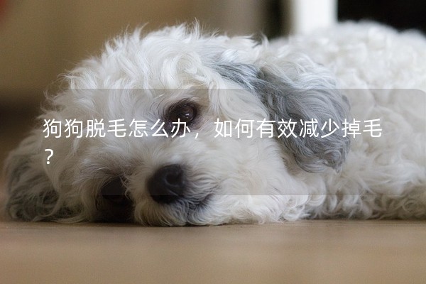 狗狗脫毛怎么辦，如何有效減少掉毛？