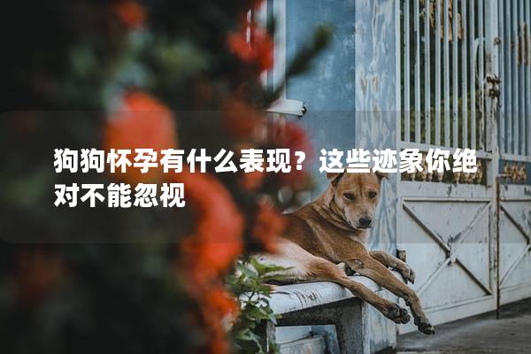 狗狗懷孕有什么表現？這些跡象你絕對不能忽視