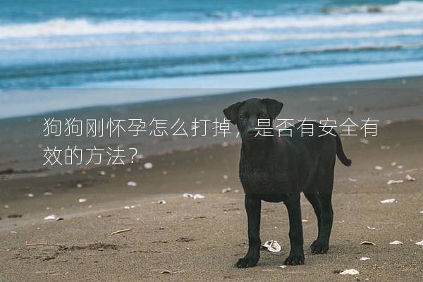 狗狗剛懷孕怎么打掉，是否有安全有效的方法？