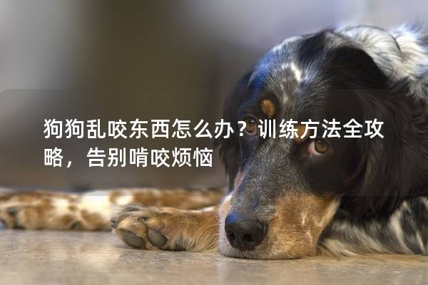 狗狗亂咬東西怎么辦？訓練方法全攻略，告別啃咬煩惱
