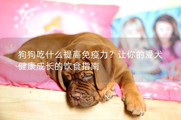狗狗吃什么提高免疫力？讓你的愛犬健康成長的飲食指南