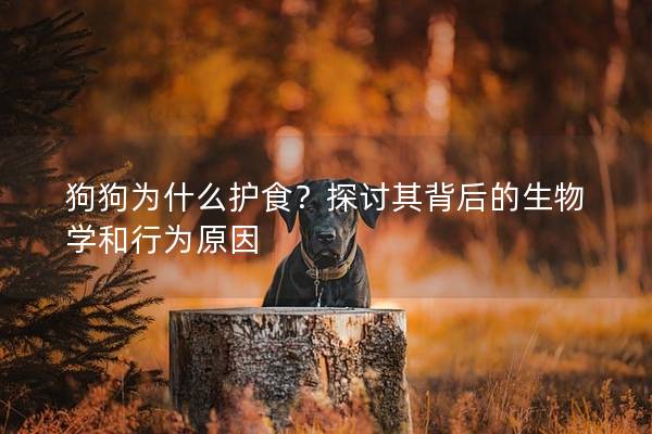 狗狗為什么護食？探討其背后的生物學和行為原因