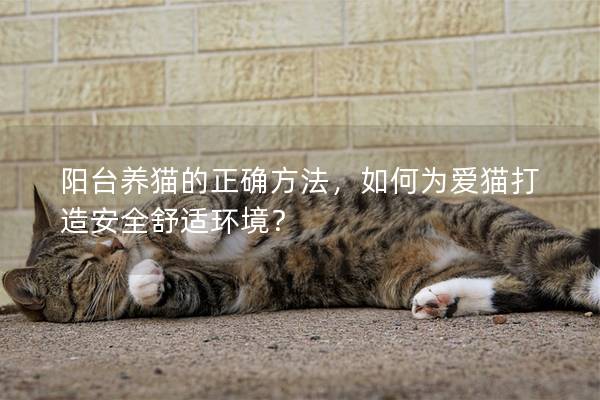 陽臺養(yǎng)貓的正確方法,如何為愛貓打造安全舒適環(huán)境? 陽臺養(yǎng)貓的正確方法,如何為愛貓打造安全舒適環(huán)境?