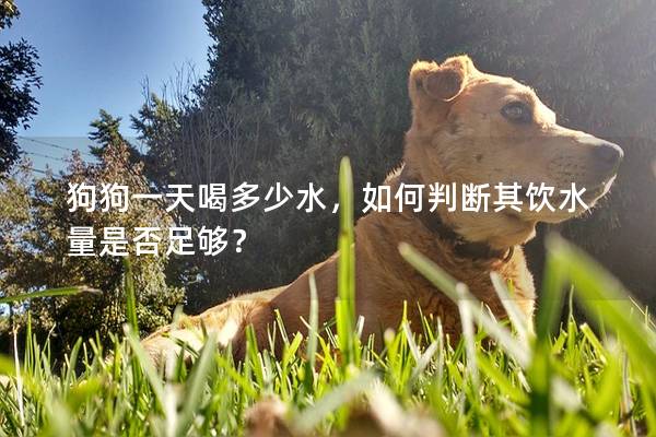 狗狗一天喝多少水，如何判斷其飲水量是否足夠？