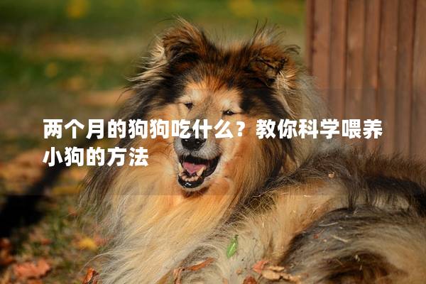 兩個月的狗狗吃什么？教你科學(xué)喂養(yǎng)小狗的方法