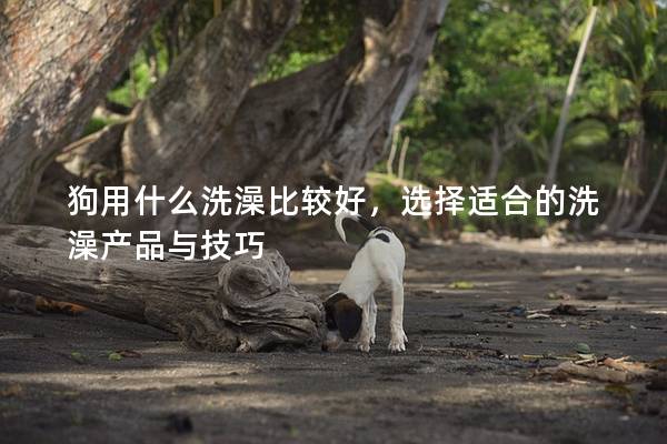 狗用什么洗澡比較好，選擇適合的洗澡產品與技巧