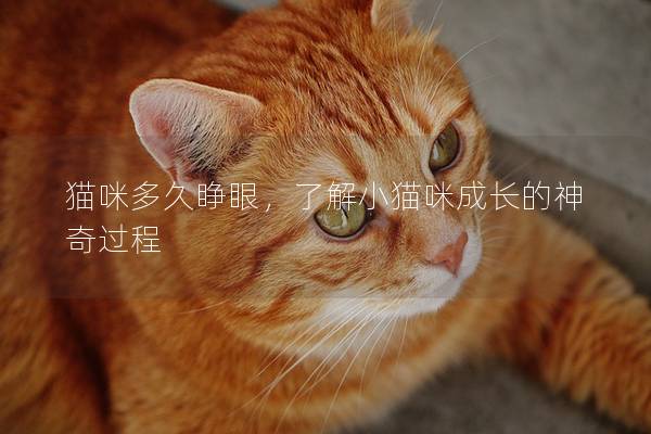 貓咪多久睜眼,了解小貓咪成長的神奇過程 貓咪多久睜眼,了解小貓咪成長的神奇過程