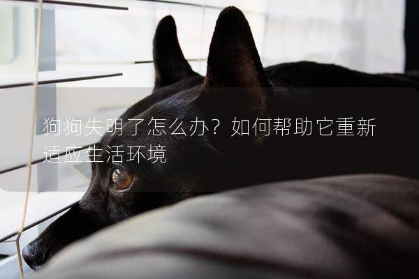 狗狗失明了怎么辦？如何幫助它重新適應生活環境