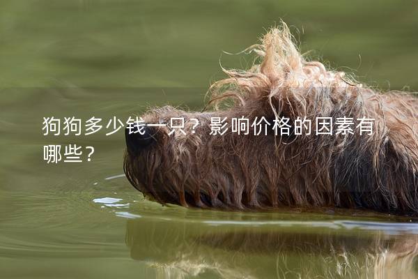 狗狗多少錢一只？影響價格的因素有哪些？