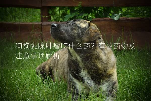 狗狗乳腺腫瘤吃什么藥？有效藥物及注意事項解析