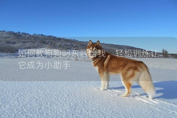 如何教狗狗叼東西給我，輕松訓(xùn)練讓它成為小助手