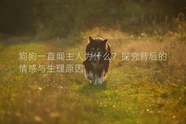 狗狗一直聞主人為什么？探究背后的情感與生理原因