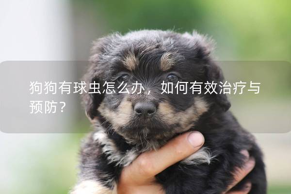 狗狗有球蟲(chóng)怎么辦，如何有效治療與預(yù)防？
